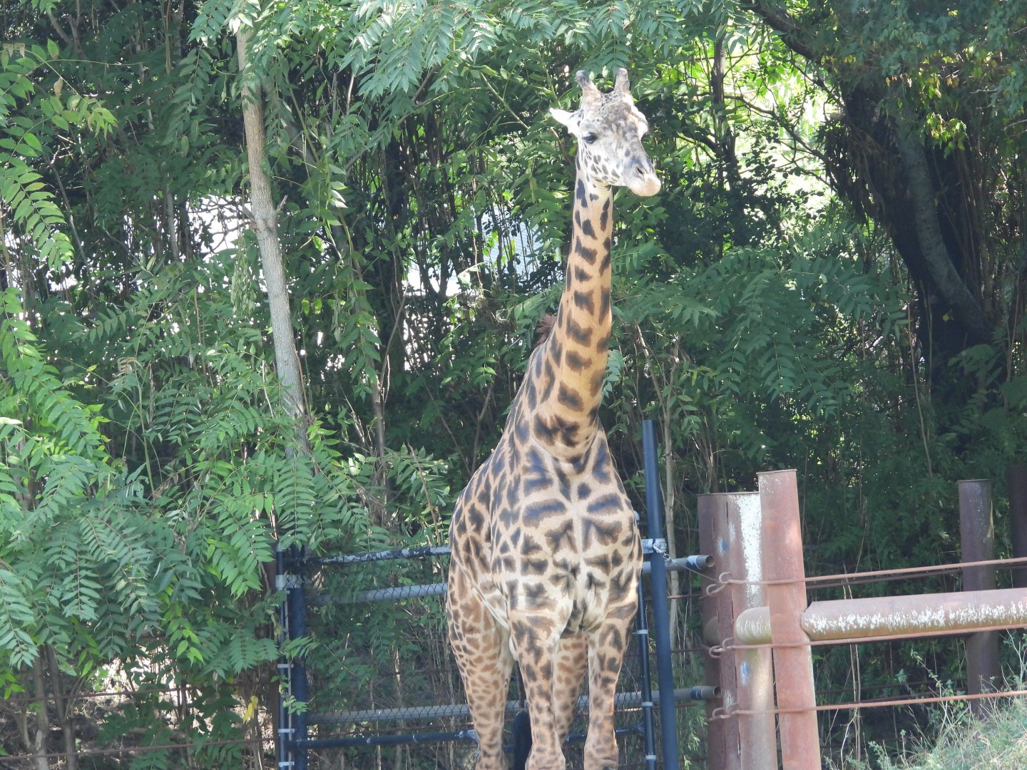 Masai giraffe