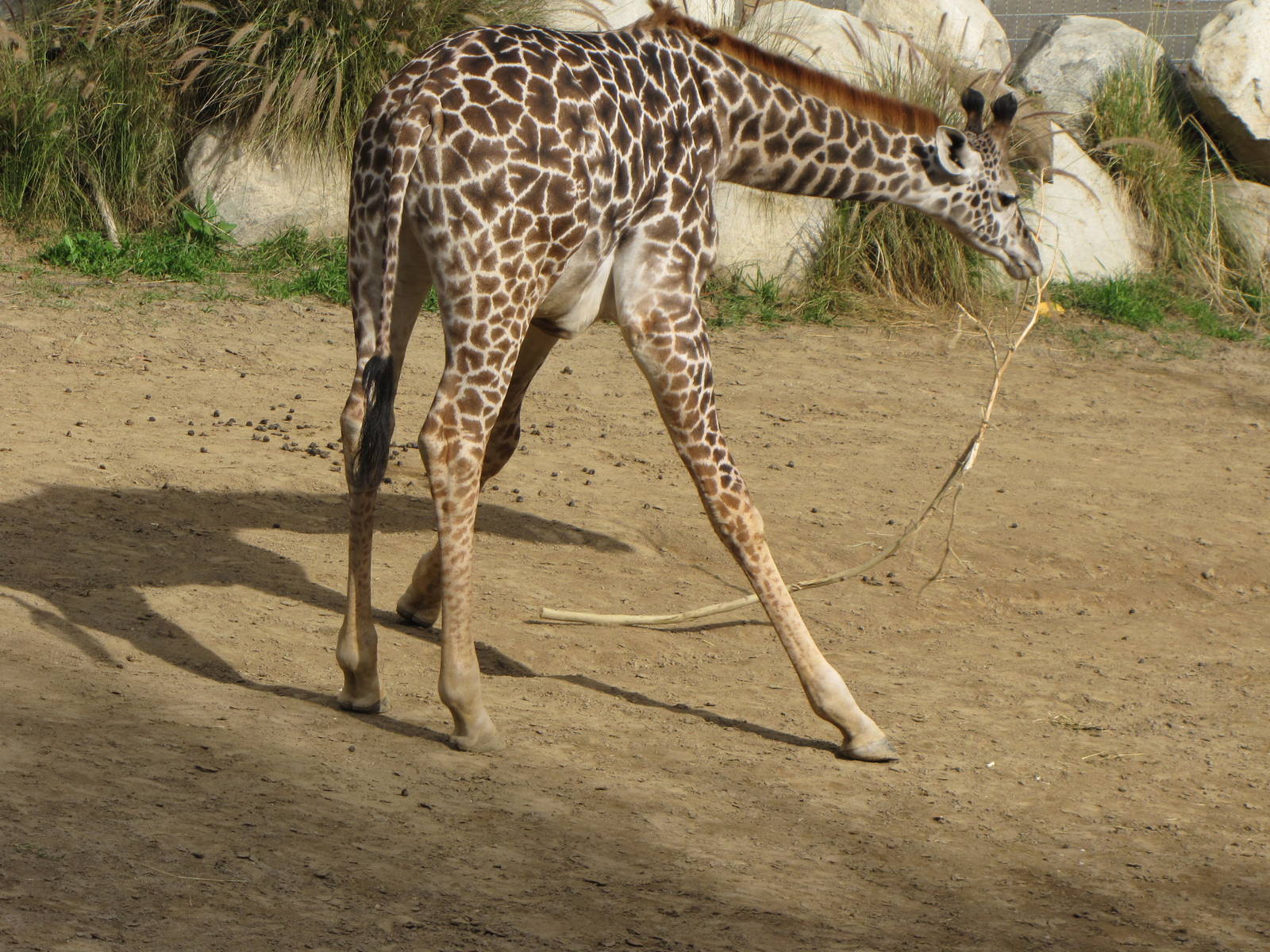Masai Giraffe