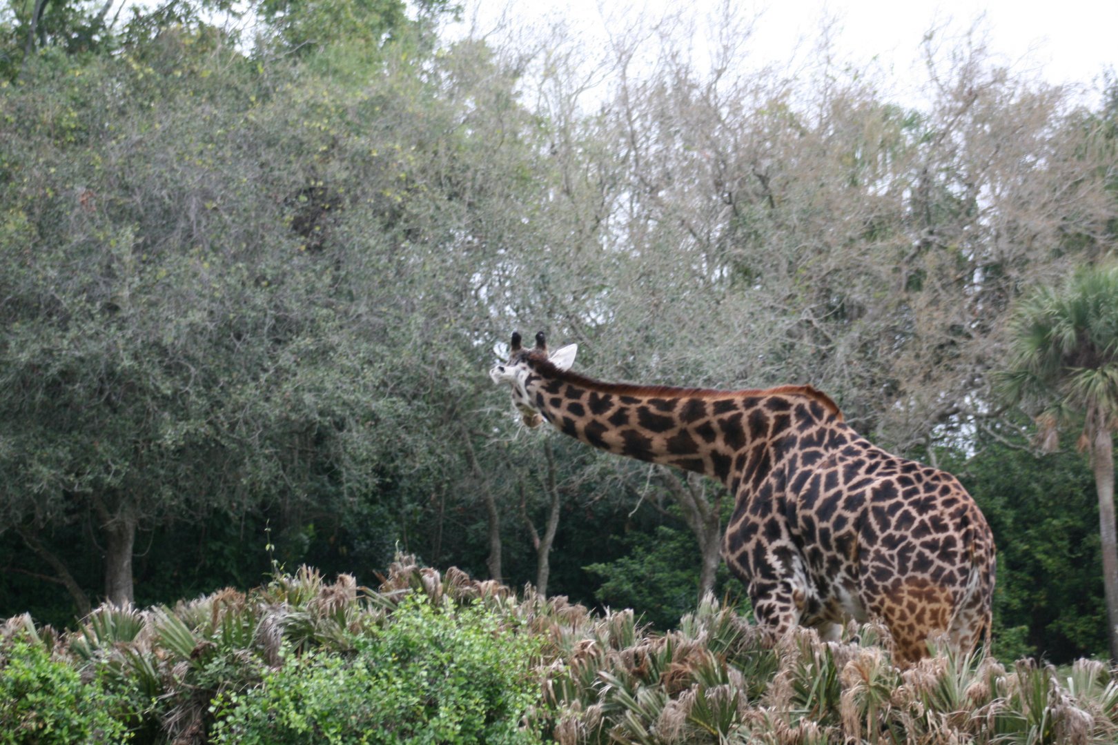 Masai Giraffe