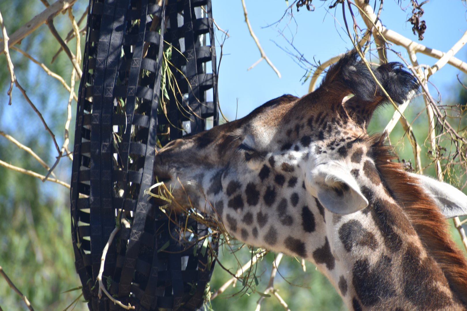 Masai Giraffe