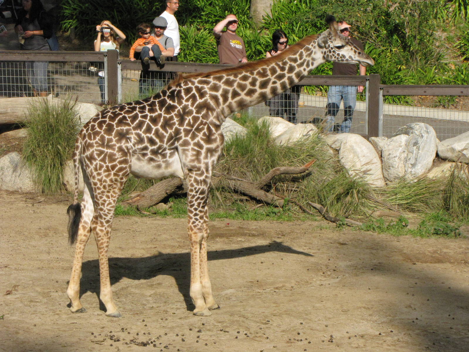 Masai Giraffe