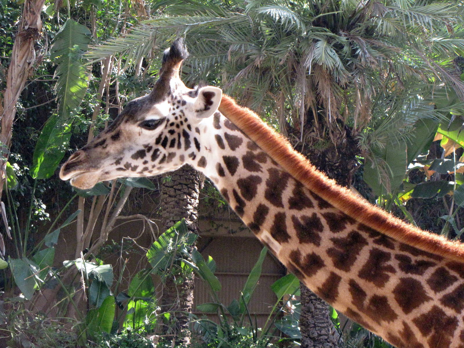 Masai Giraffe