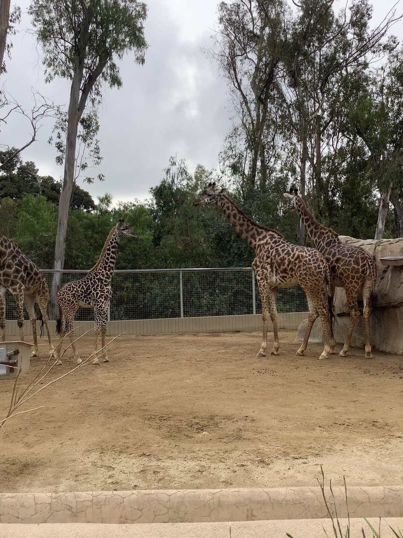 Masai Giraffes 10/7/21