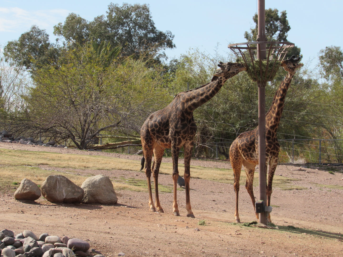 Masai Giraffes - 3/7/23