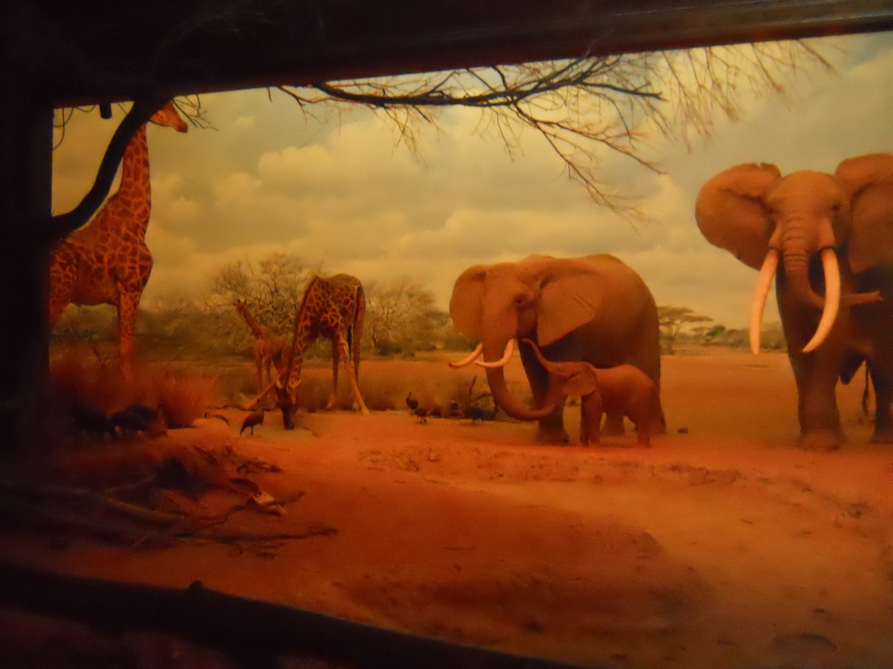 Masai Giraffes and African Elephants, African Mammal Hall