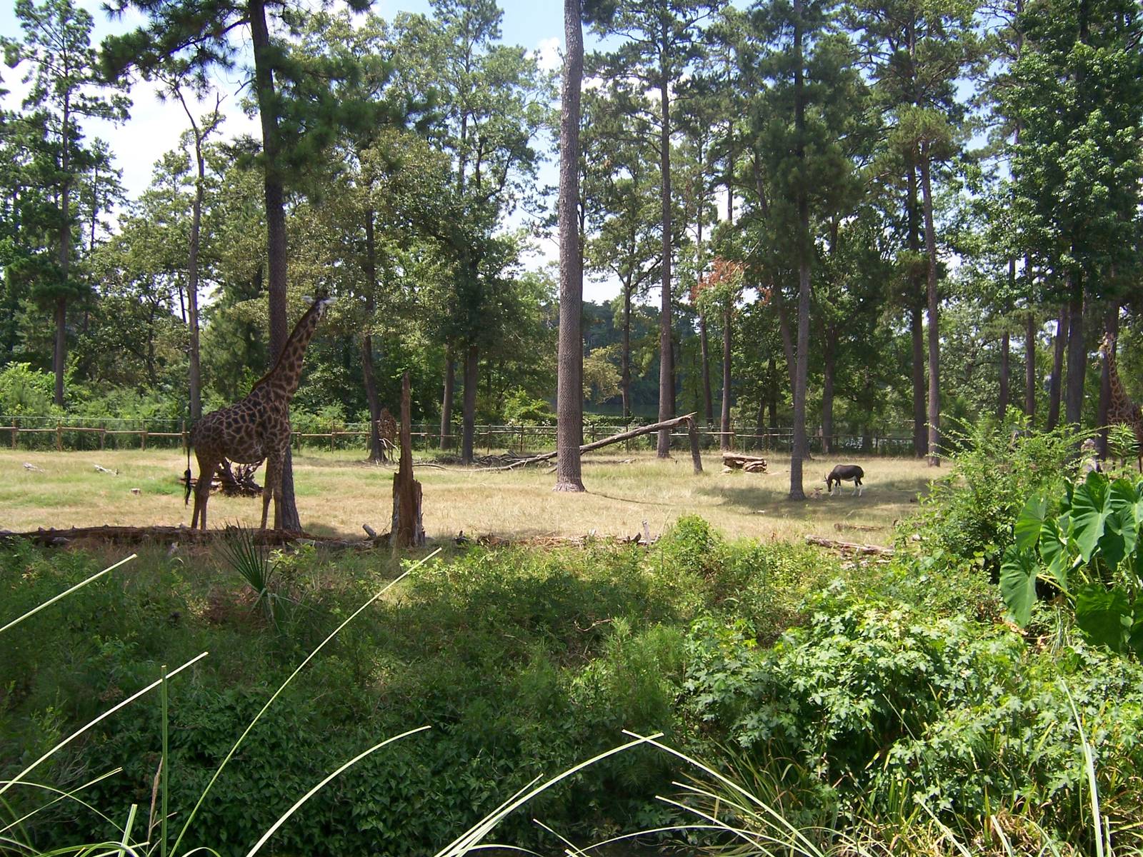 Masai Giraffes and Bontebok