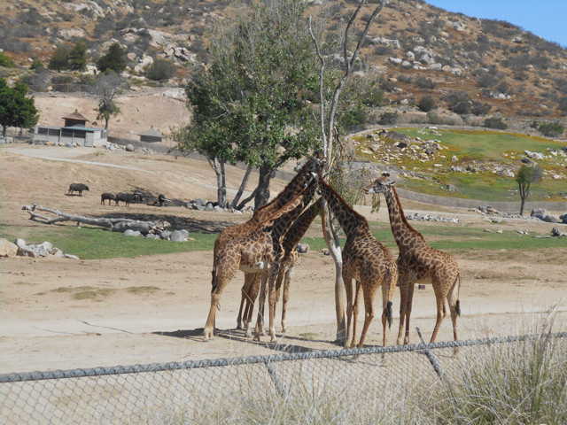 Masai giraffes and Cape buffalo