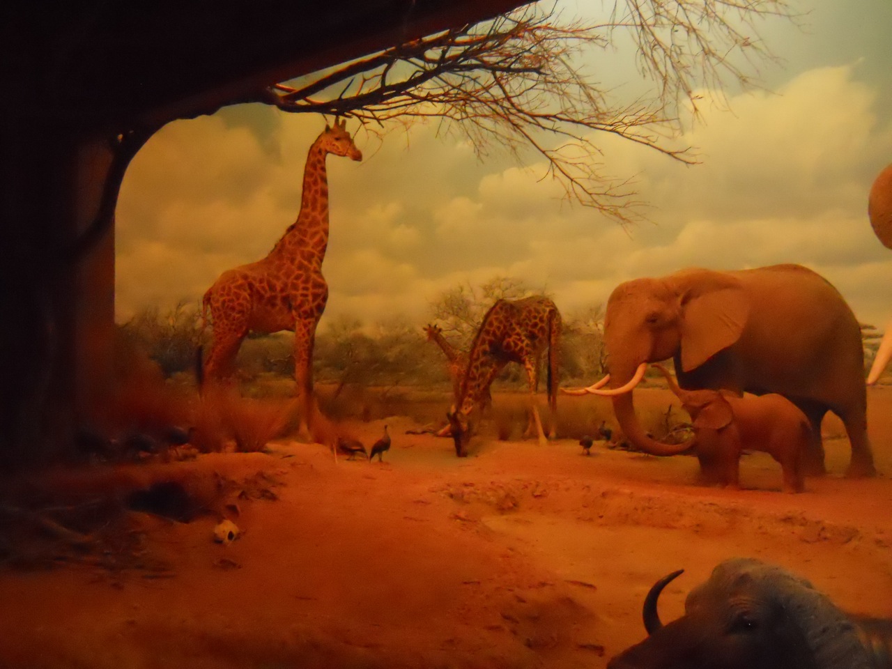 Masai Giraffes and Elephants, African Mammal Hall