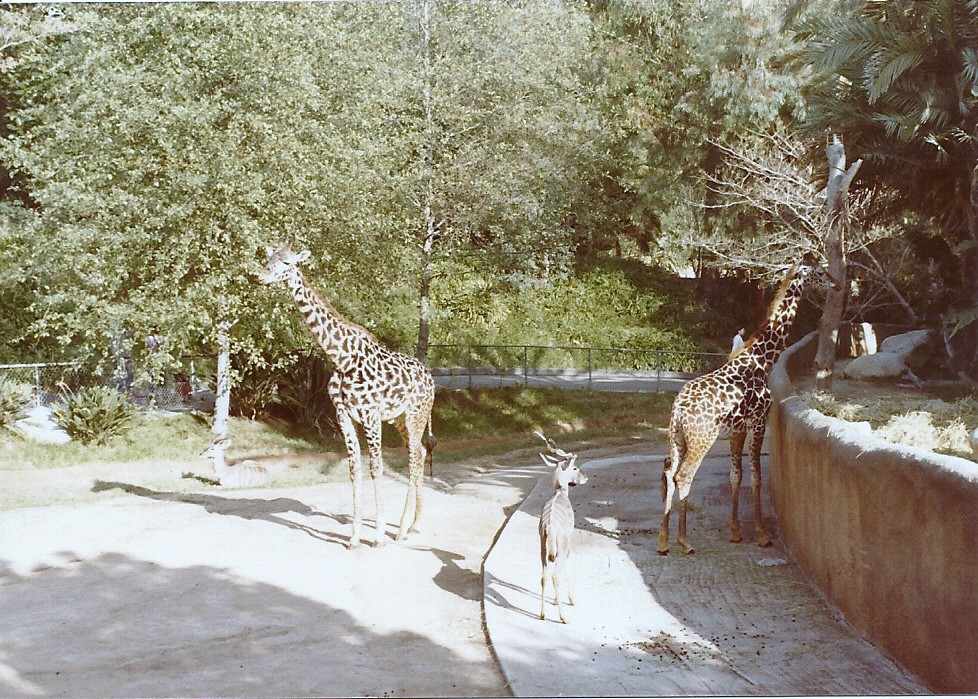 Masai Giraffes and Lesser Kudu - Circa 1982