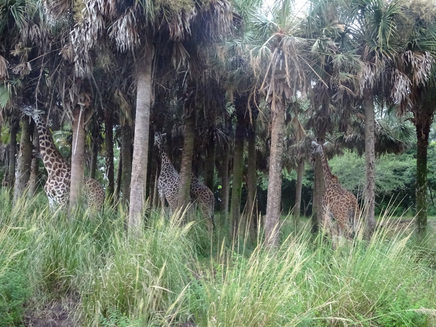 Masai Giraffes at Disney's Animal Kingdom (2014)