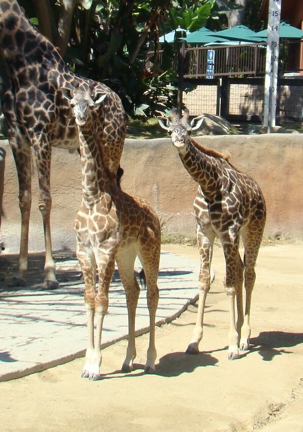 Masai Giraffes at the Los Angeles Zoo
