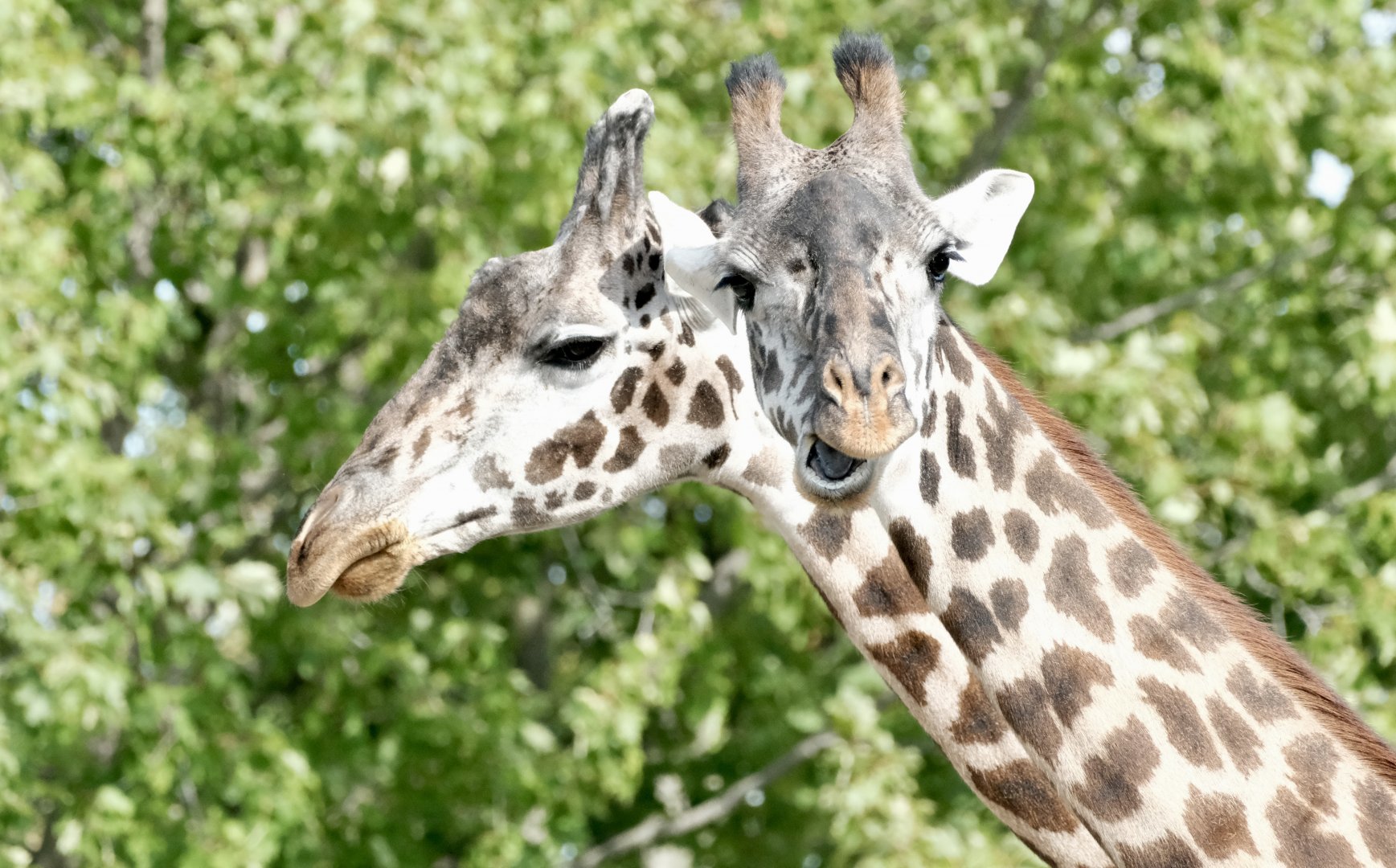 Masai giraffes - August 29, 2025