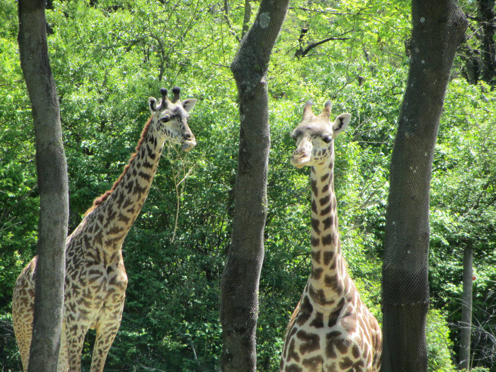 Masai Giraffes Framed Between Trees