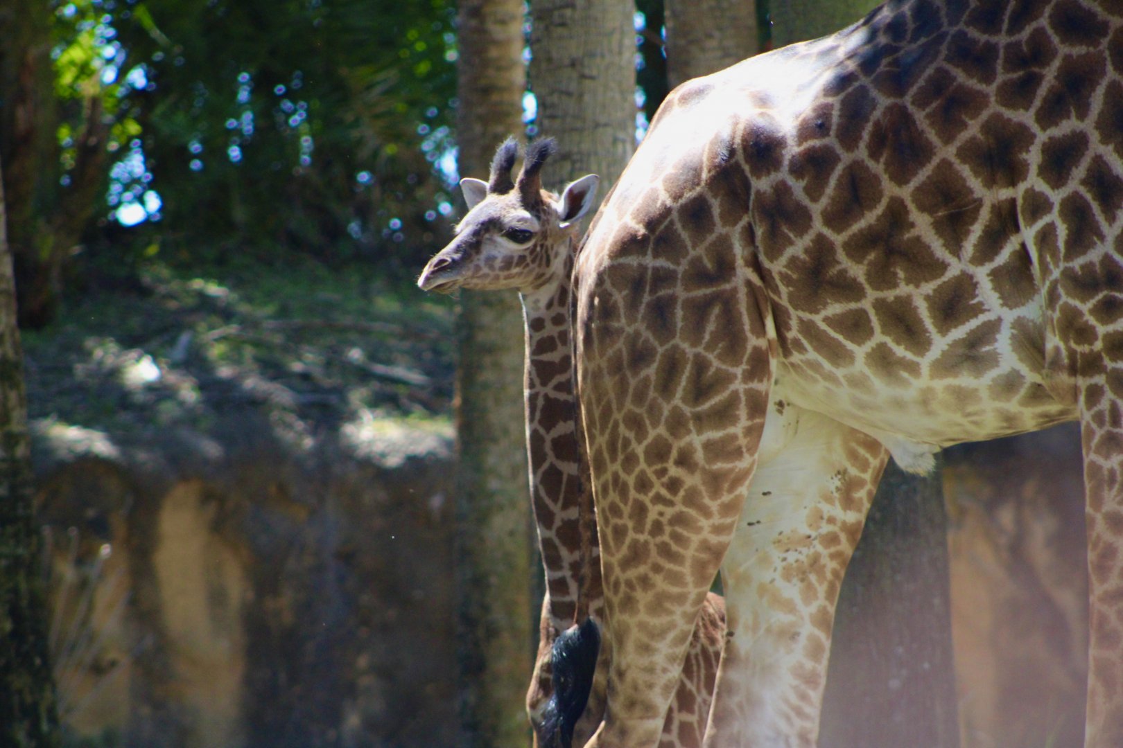 Masai Giraffes (Giraffa tippelskirchi)