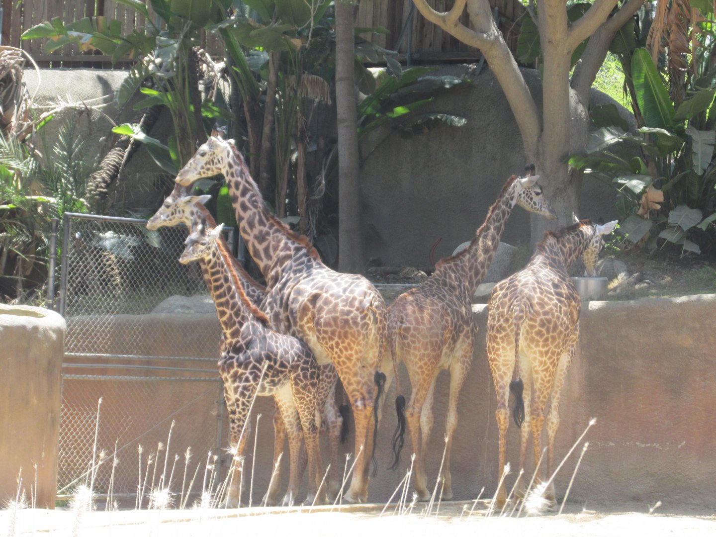 Masai giraffes Los Angeles zoo 2017