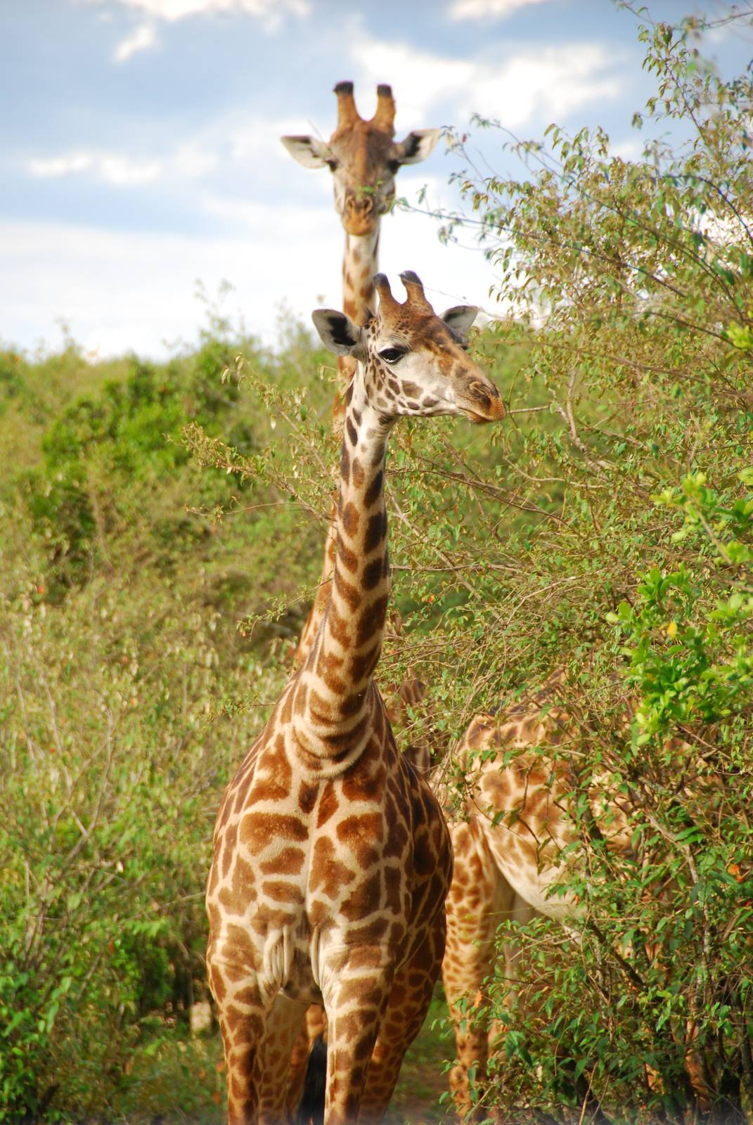 Masai Giraffes - Masai Mara NR
