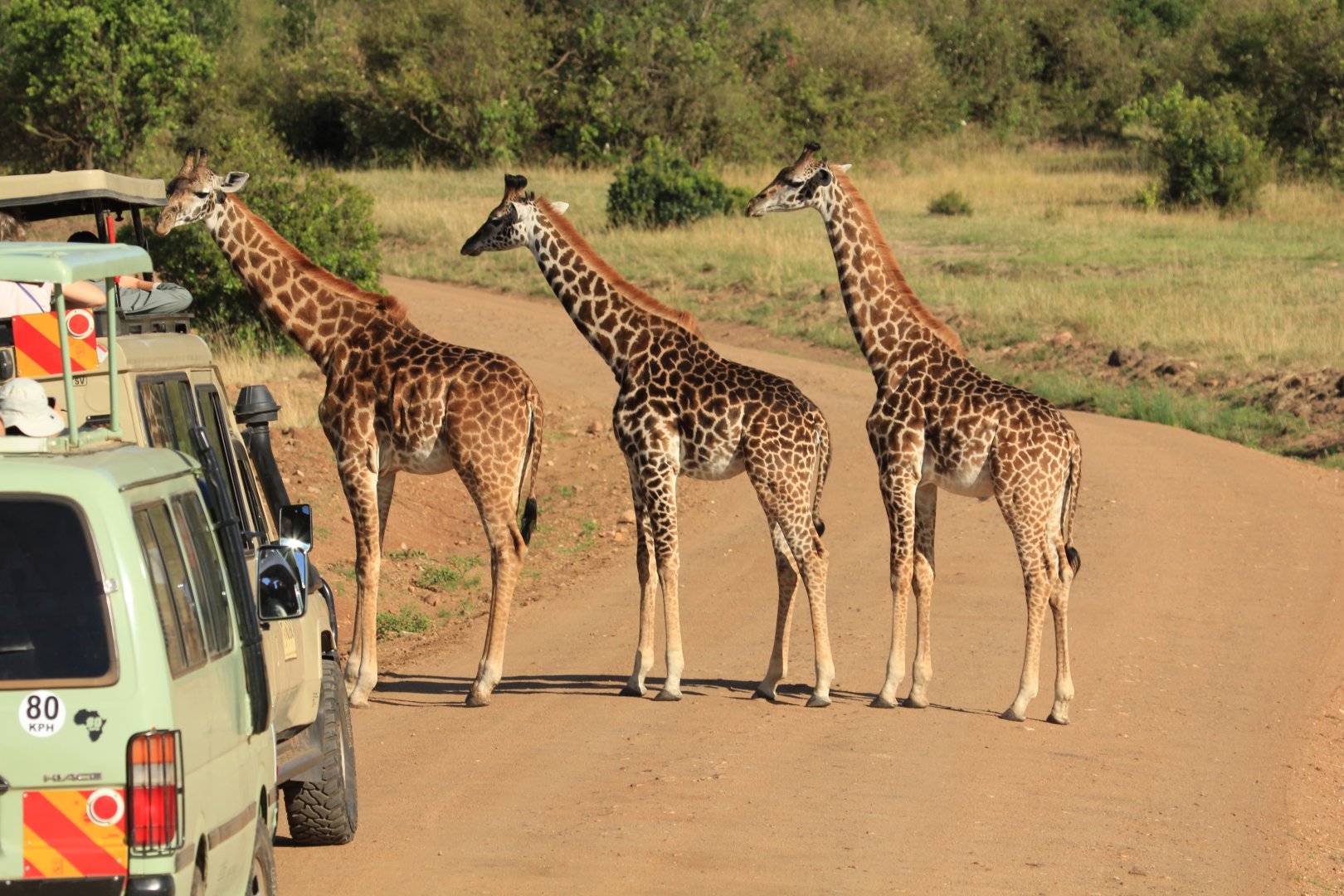 Masai Giraffes - Masai Mara (September 2018)