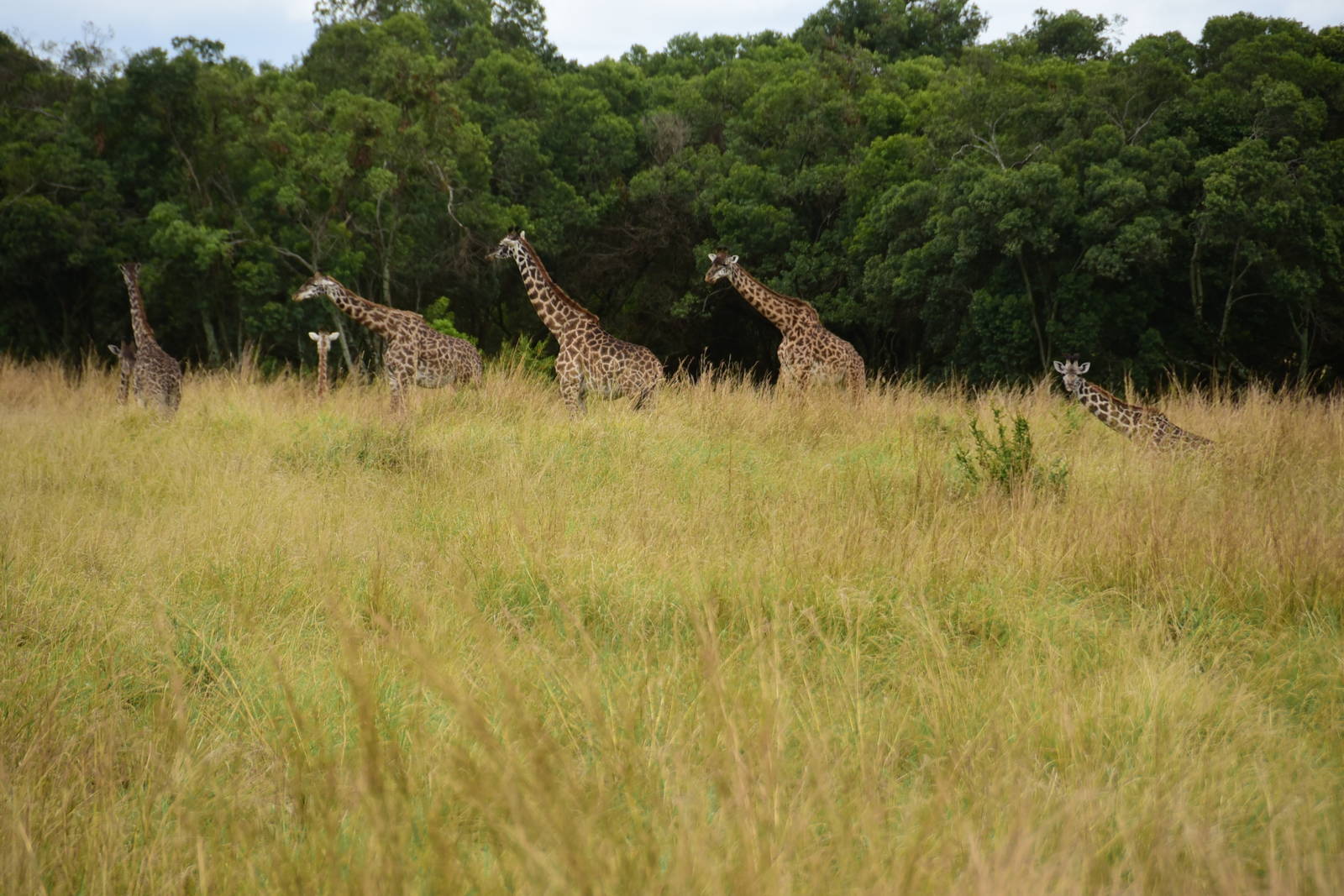 Masai Giraffes - Masai Mara