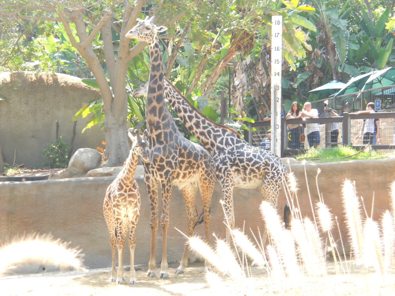 Masai giraffes measuring themselves