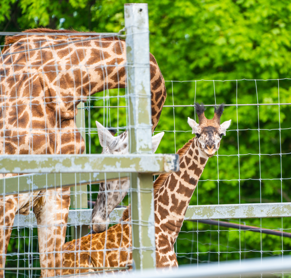 Masai Giraffes mom and daughter