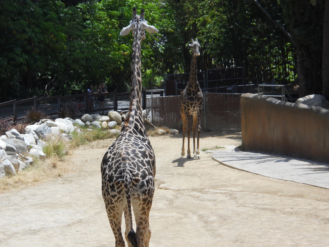 Masai giraffes re-enacting scene from "High Noon"