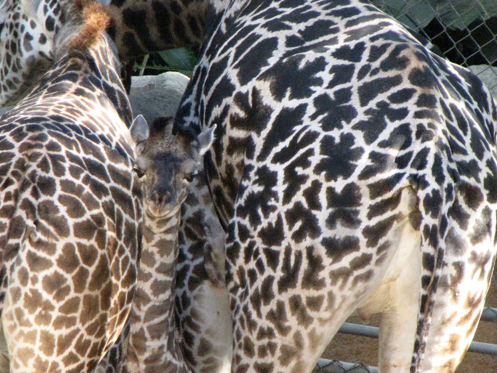 Masai Giraffes