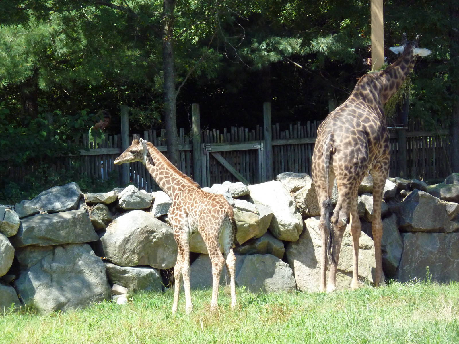 Masai Giraffes
