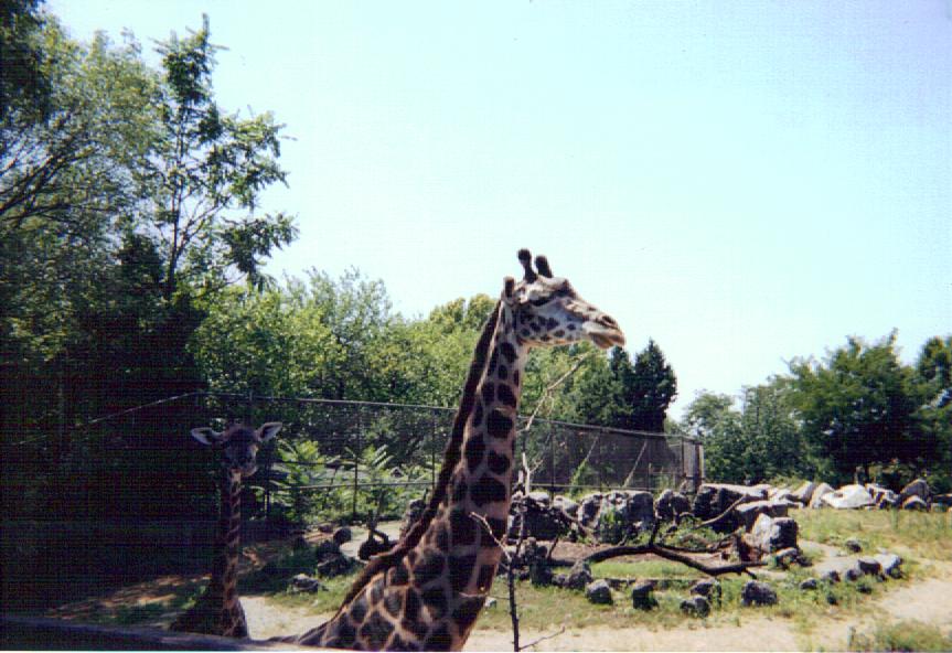 Masai Giraffes