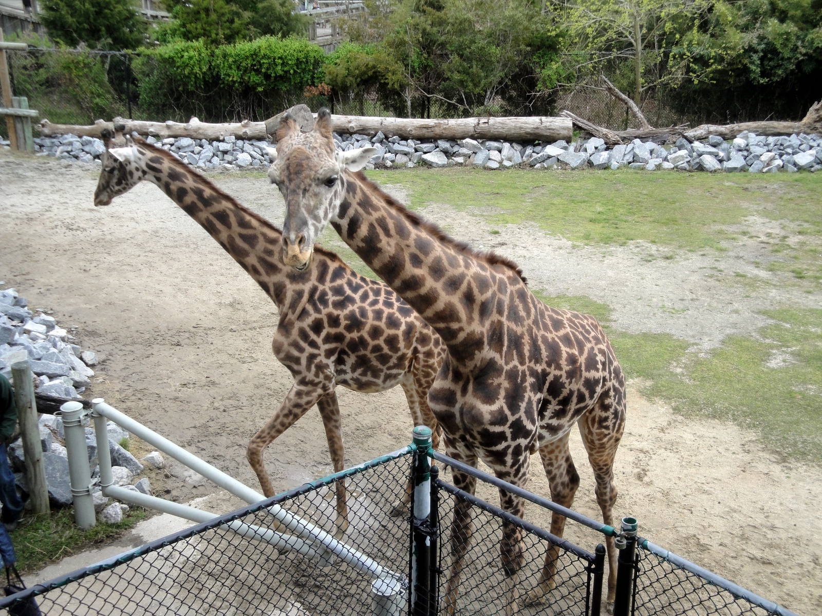 Masai Giraffes