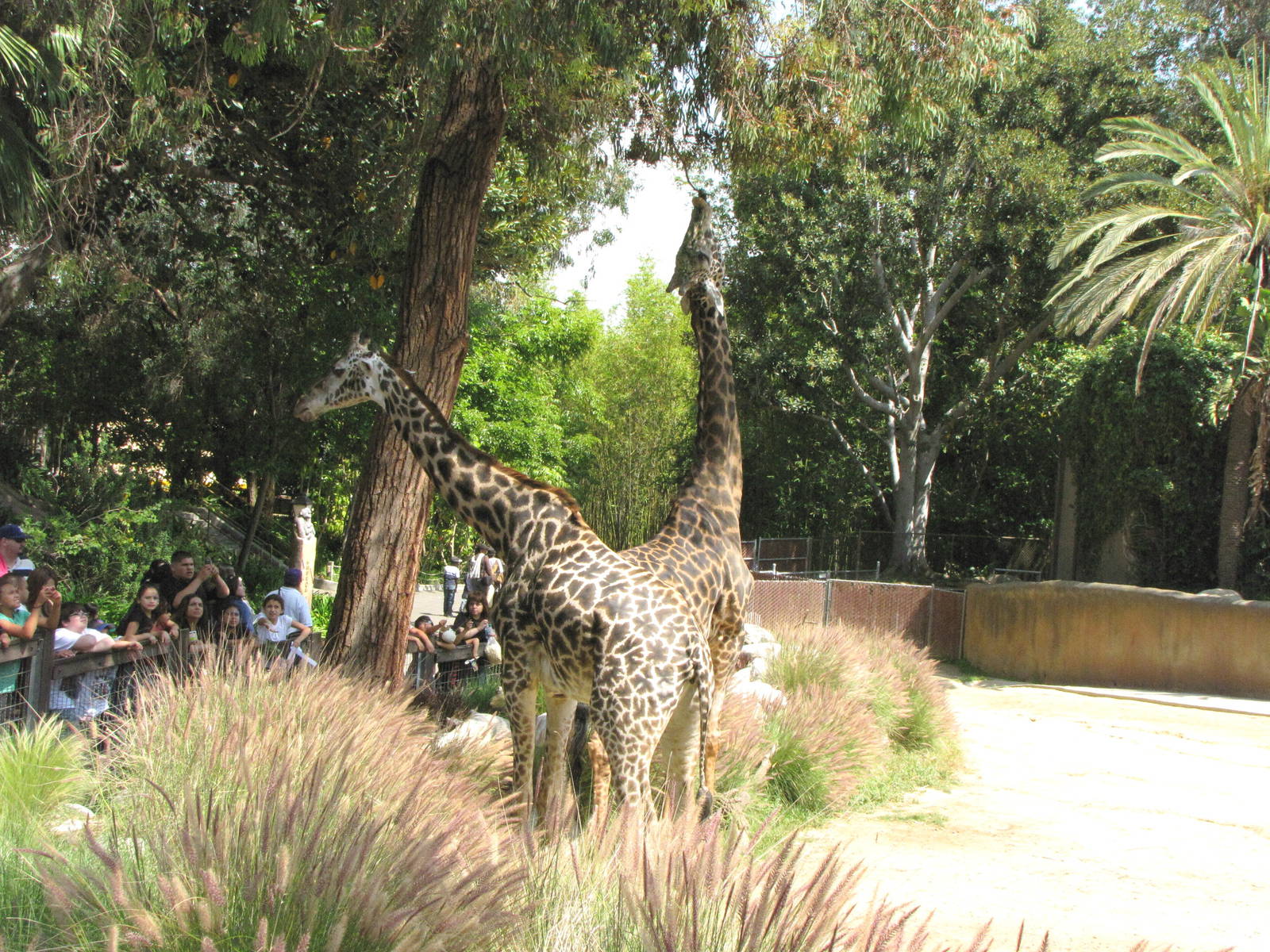 Masai Giraffes