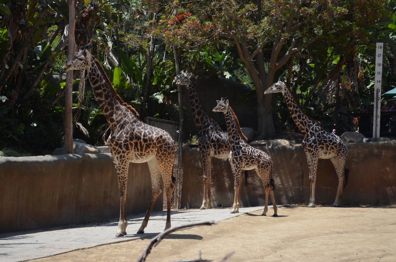 Masai Giraffes