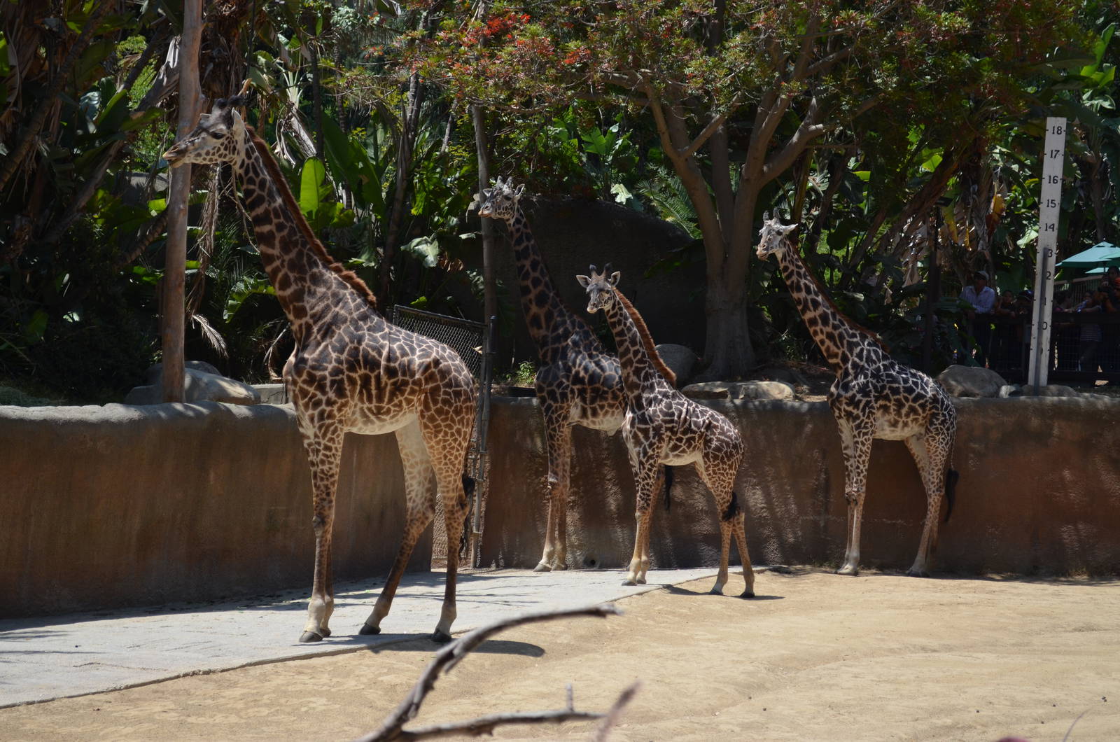 Masai Giraffes