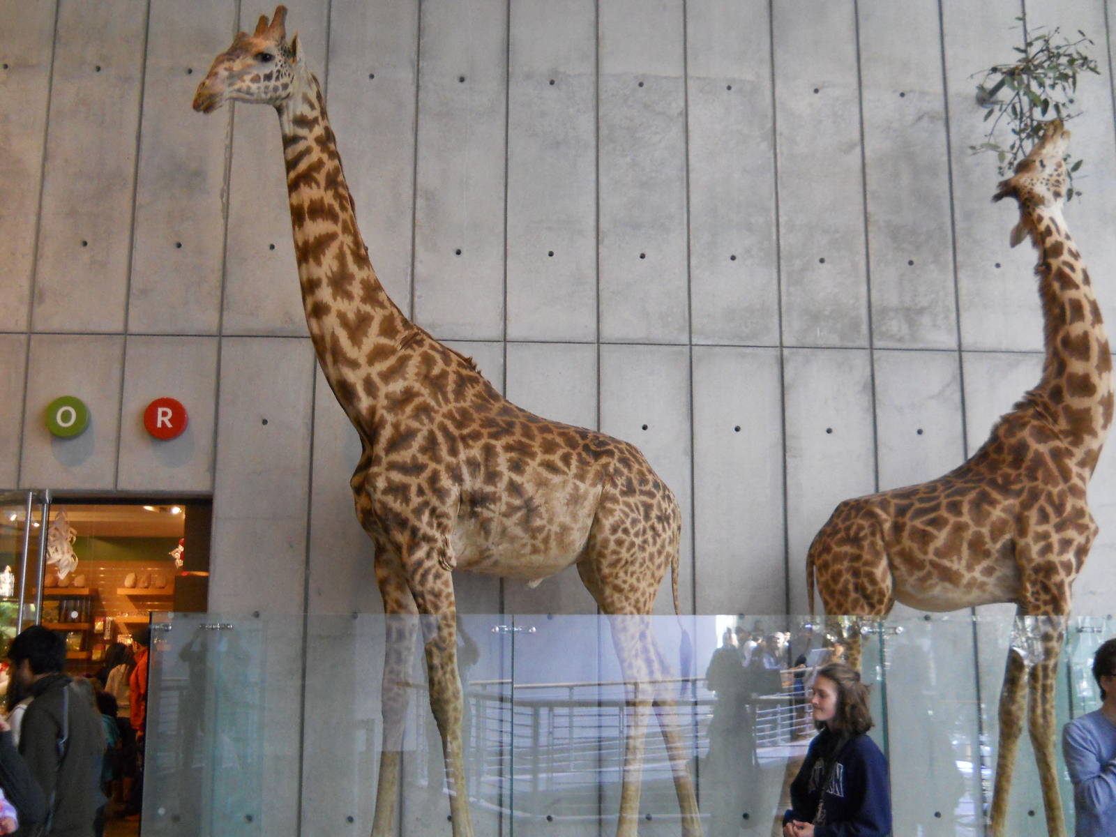 Masai giraffes