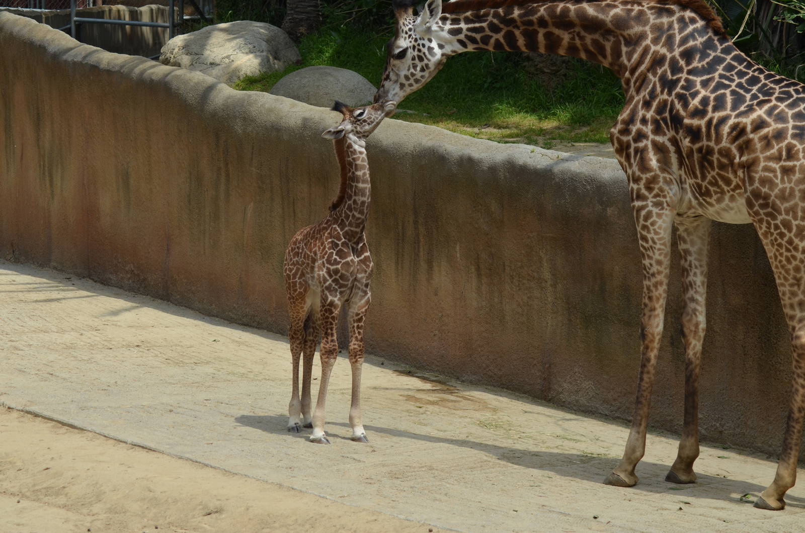 Masai Giraffes