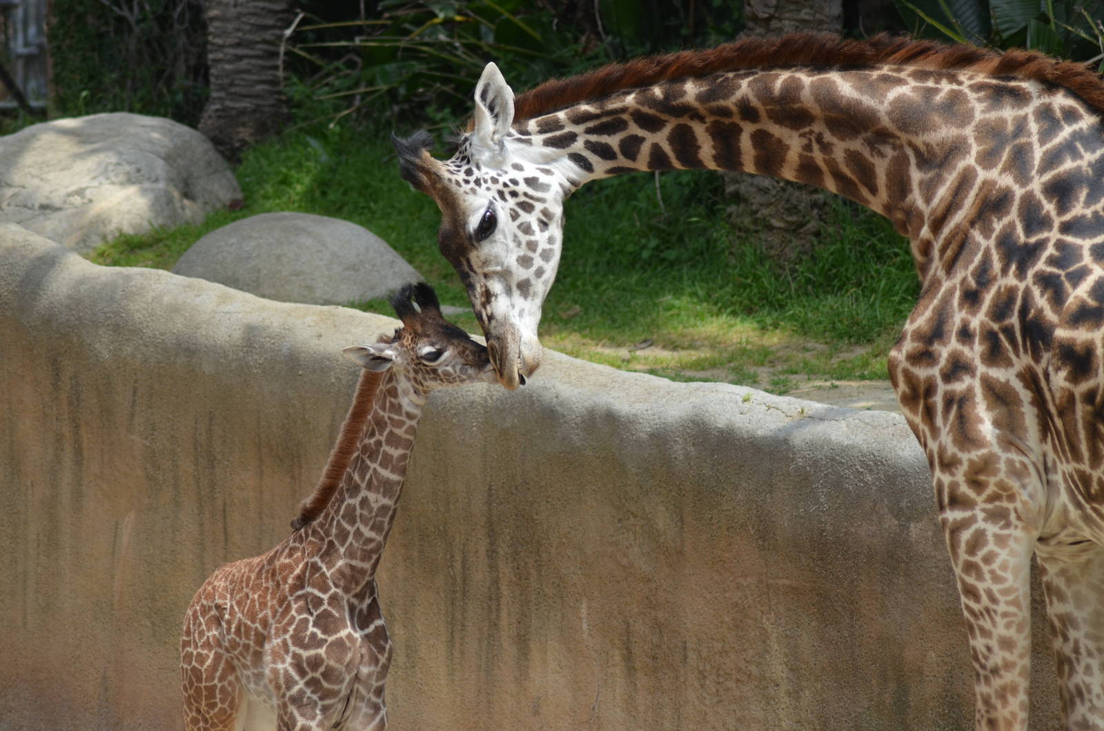 Masai Giraffes