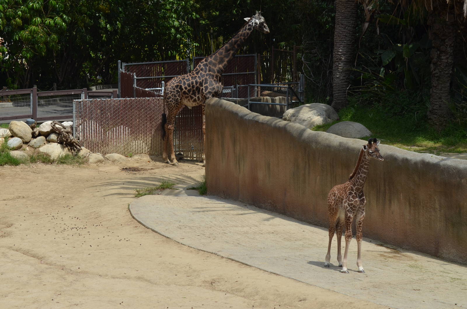 Masai Giraffes