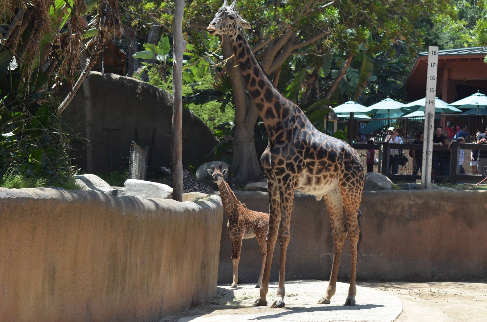 Masai Giraffes