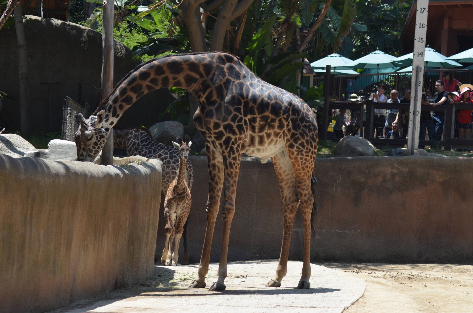 Masai Giraffes