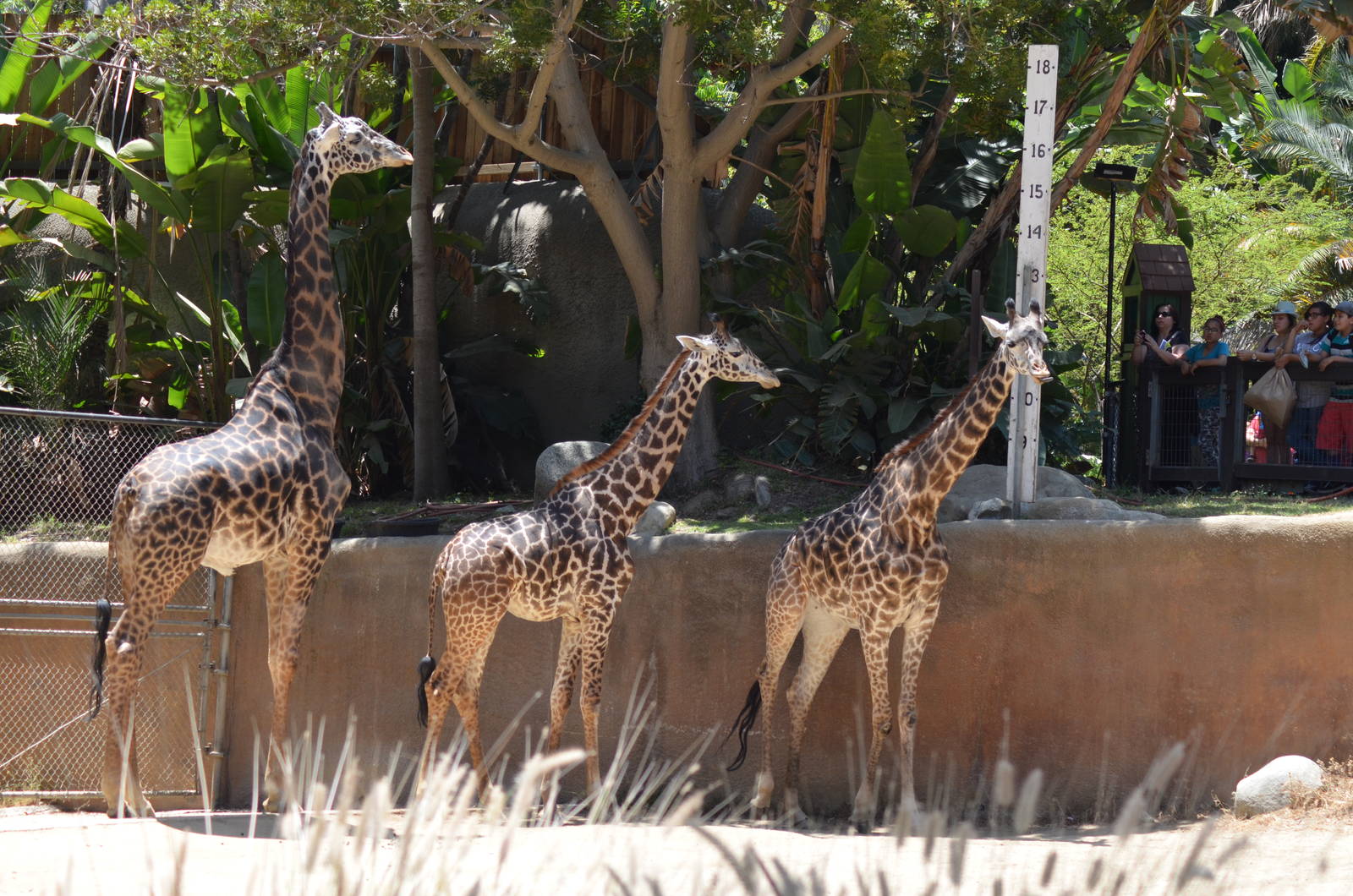 Masai Giraffes
