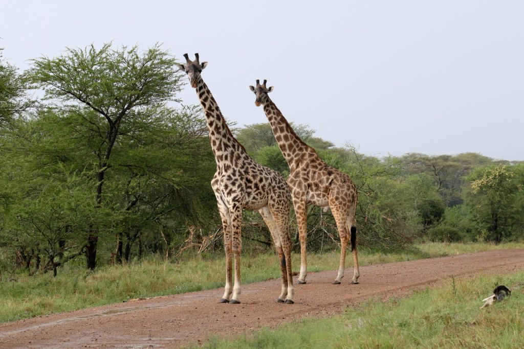 Masai Giraffes