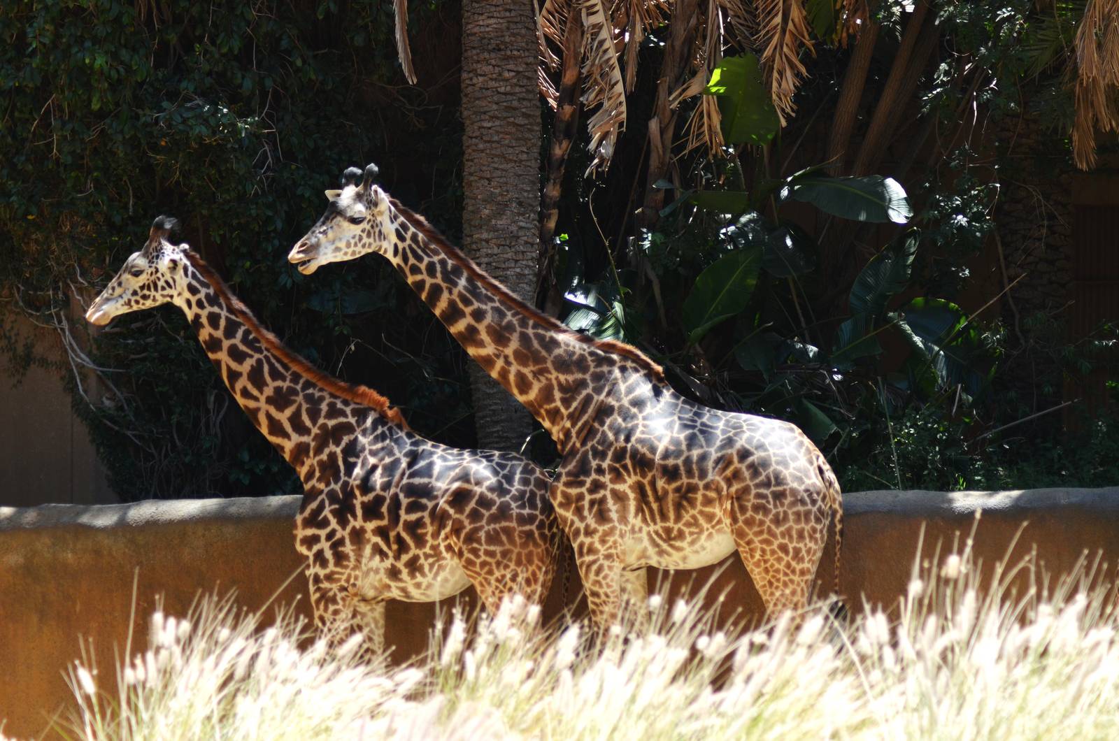 Masai Giraffes