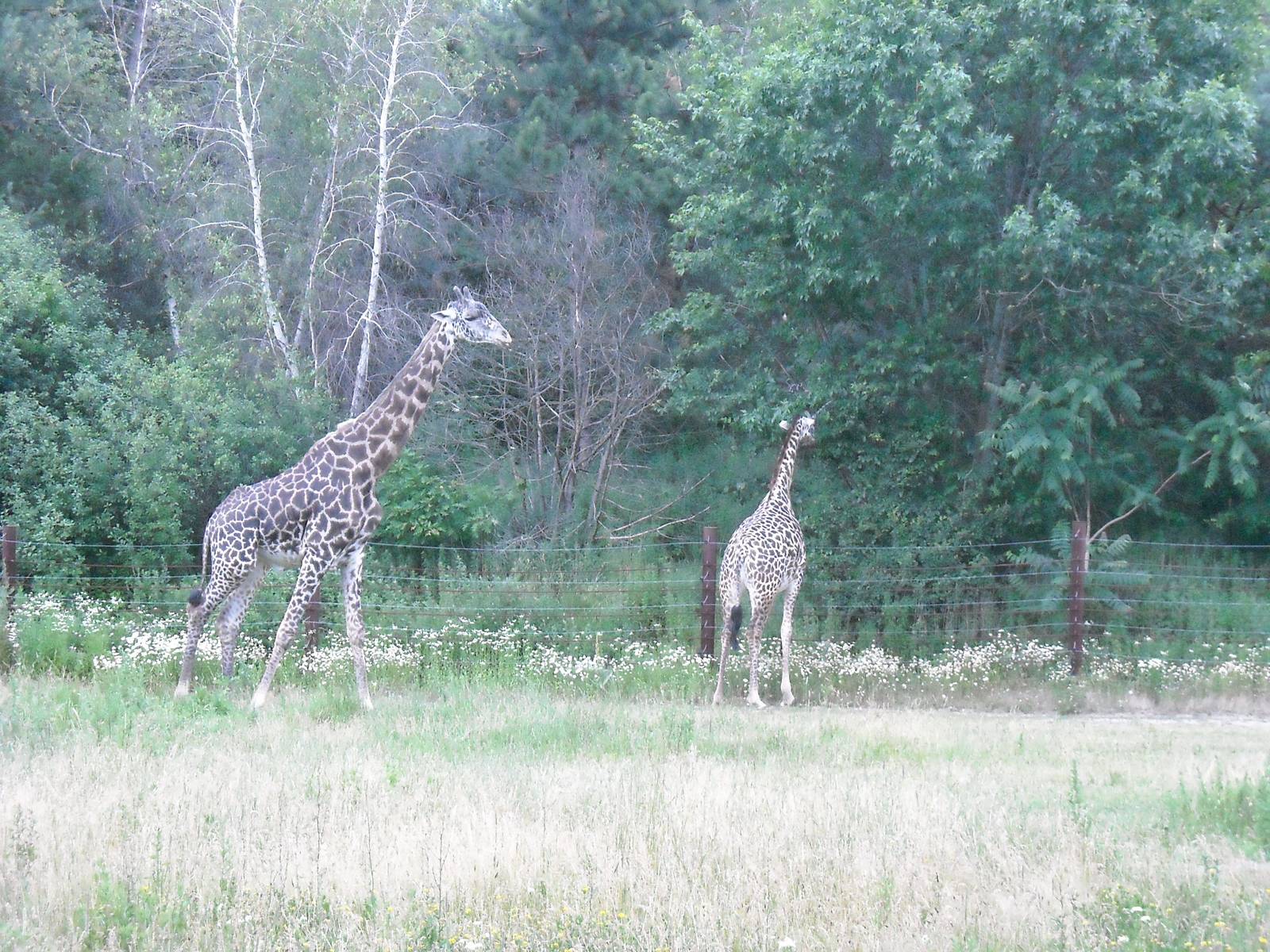 Masai giraffes