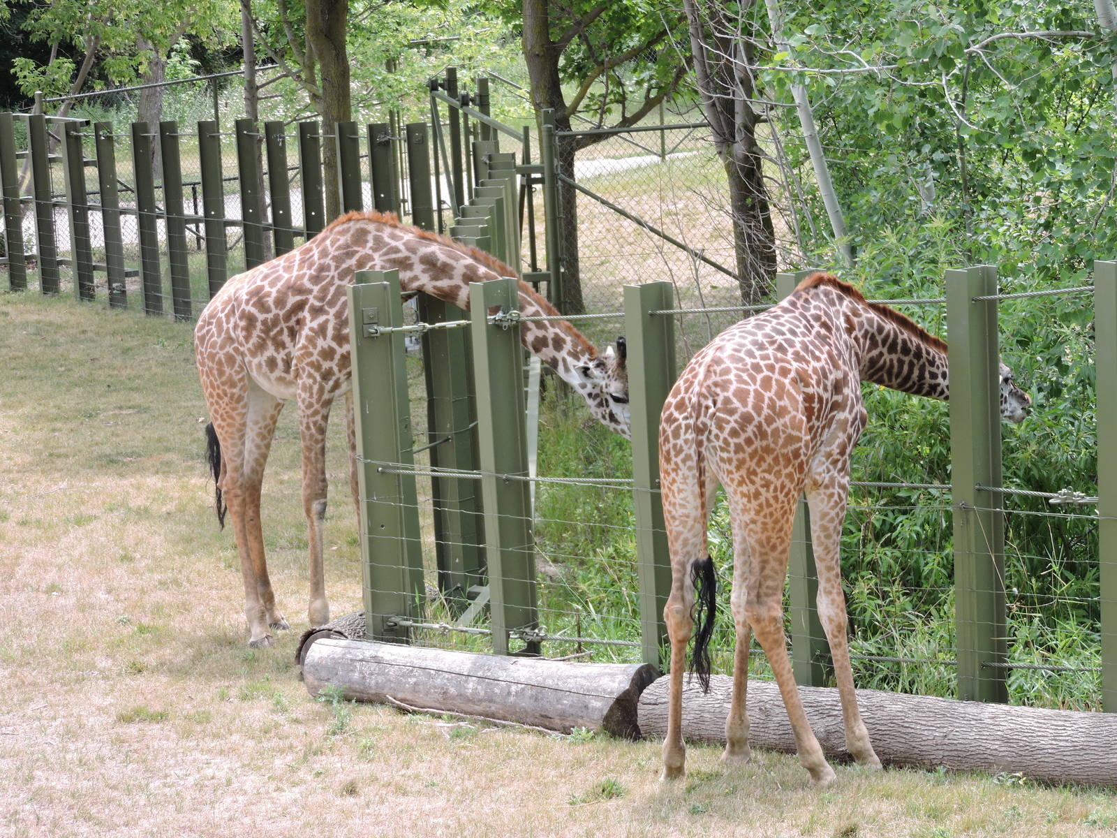 Masai Giraffes