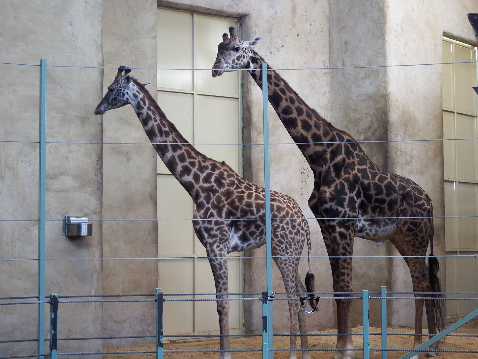 Masai Giraffes