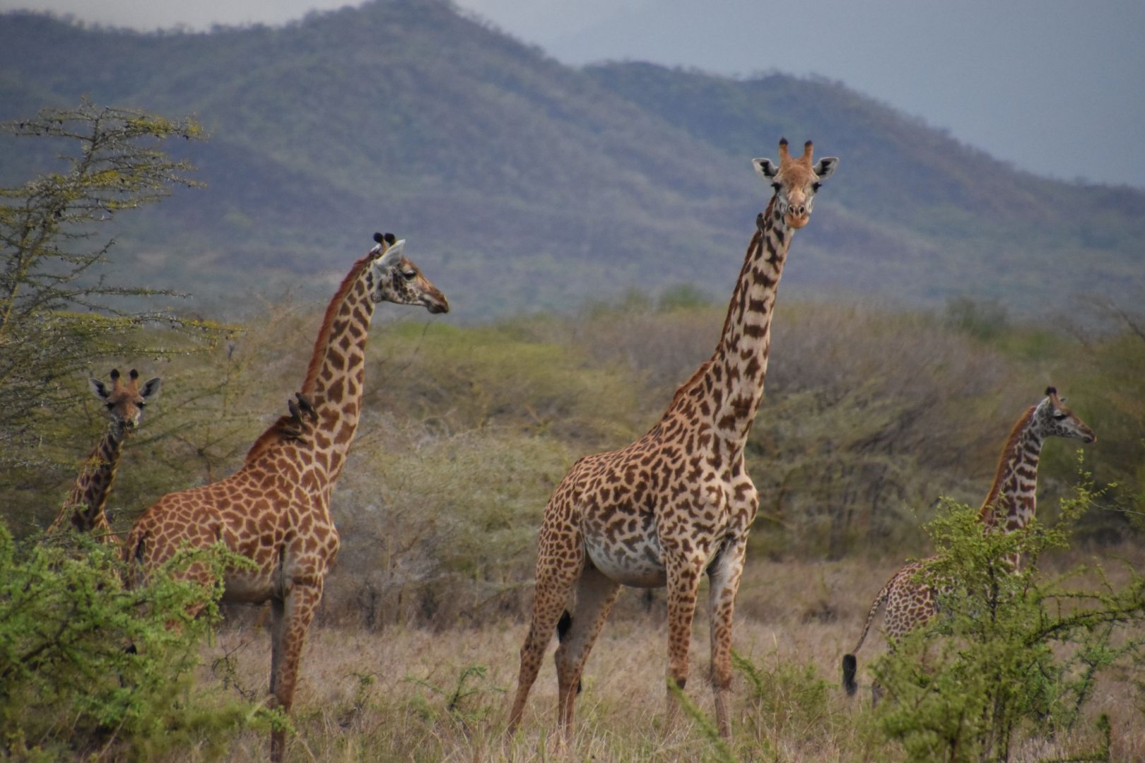 Masai giraffes