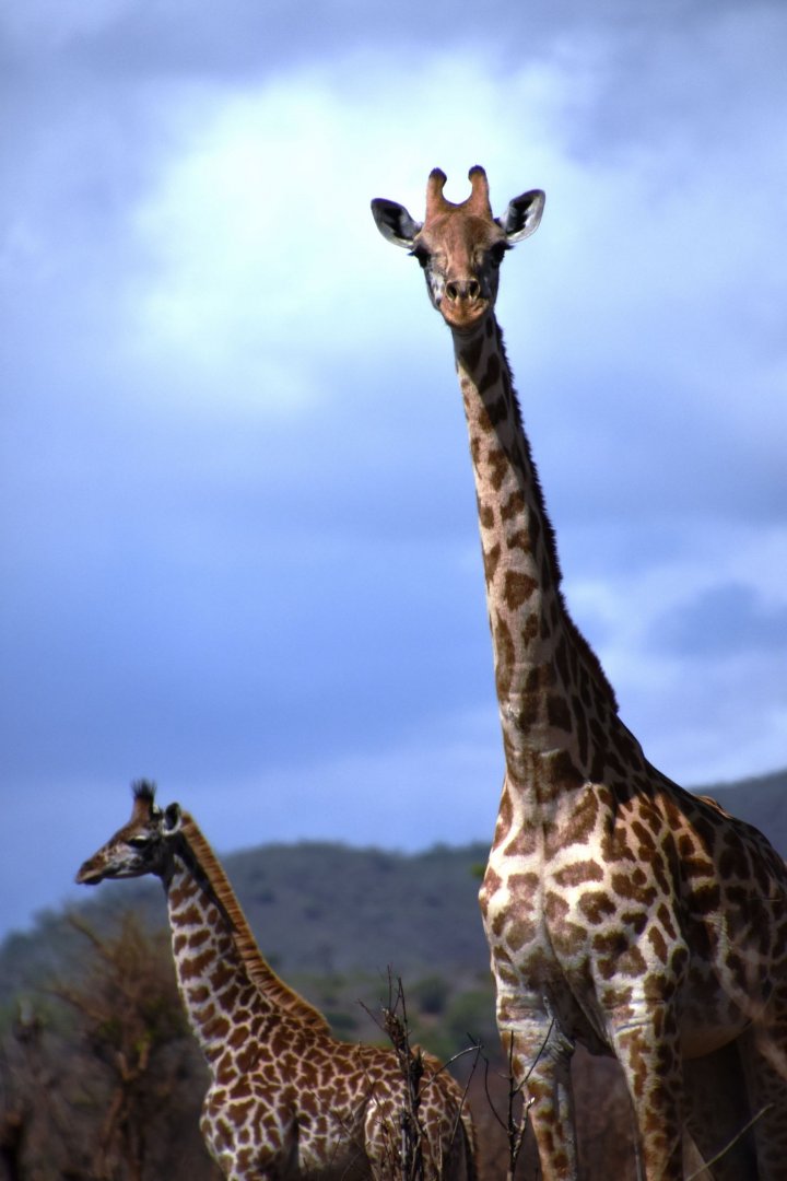 Masai giraffes