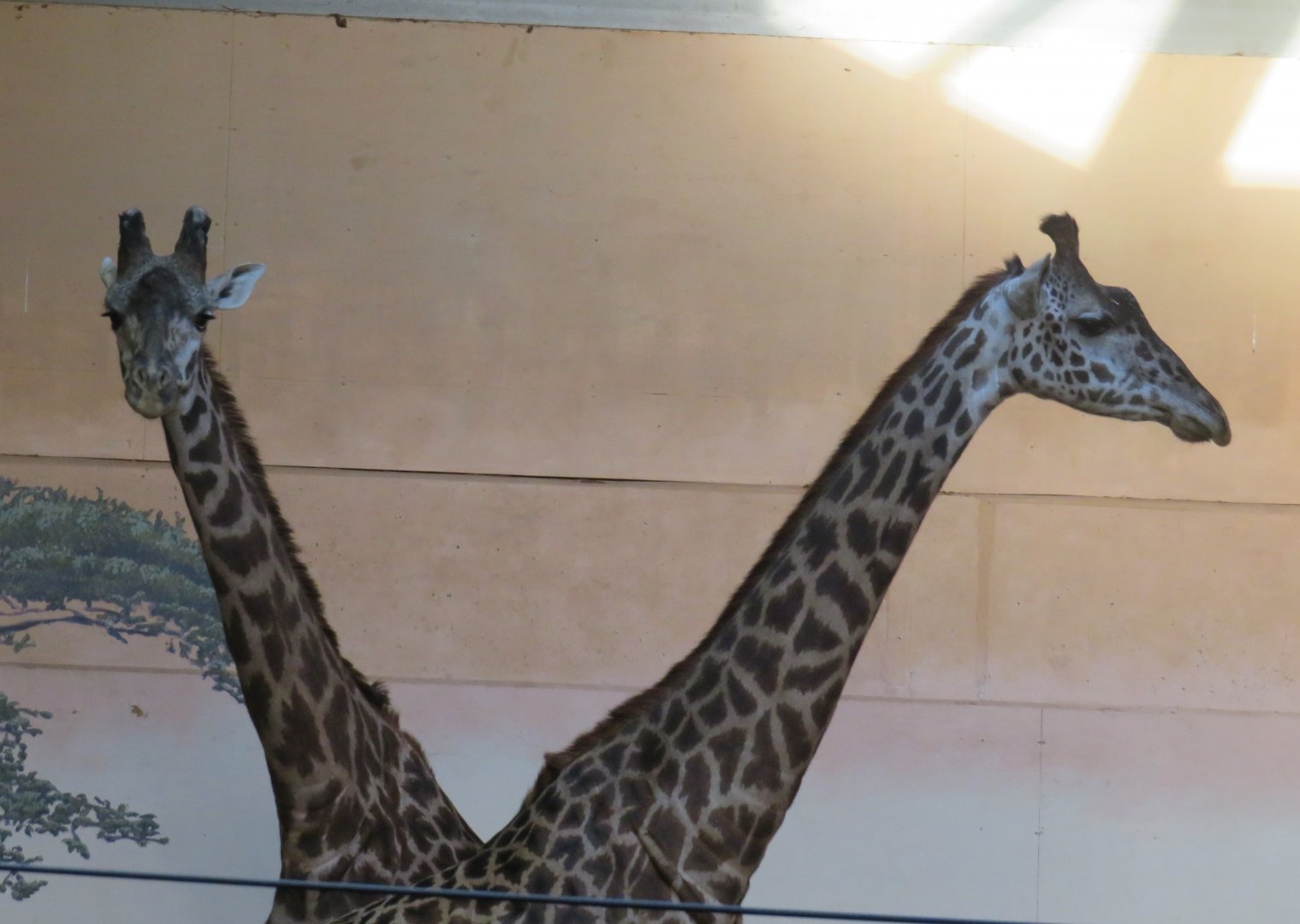 Masai giraffes