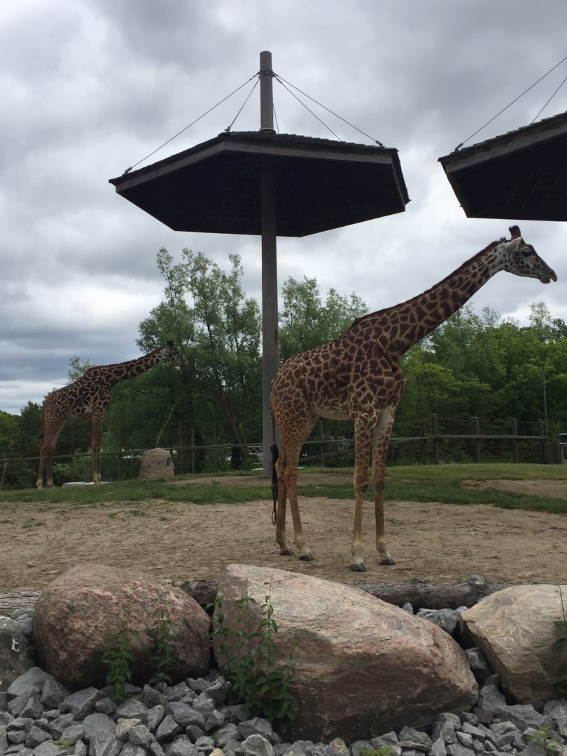 Masai Giraffes