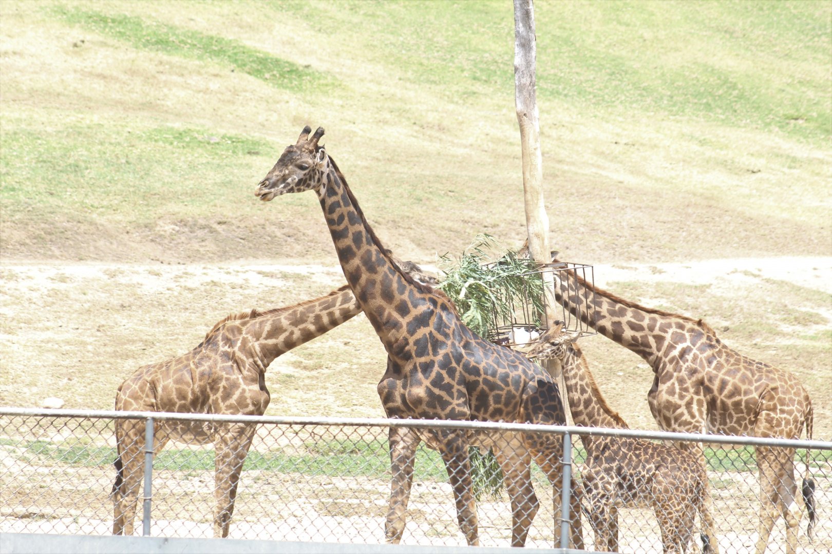 Masai Giraffes