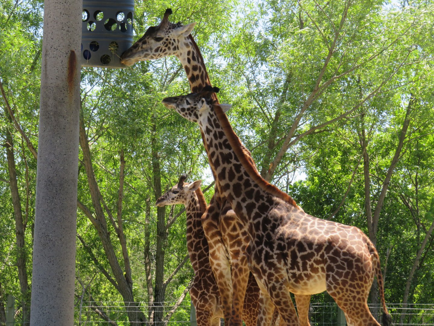 Masai giraffes